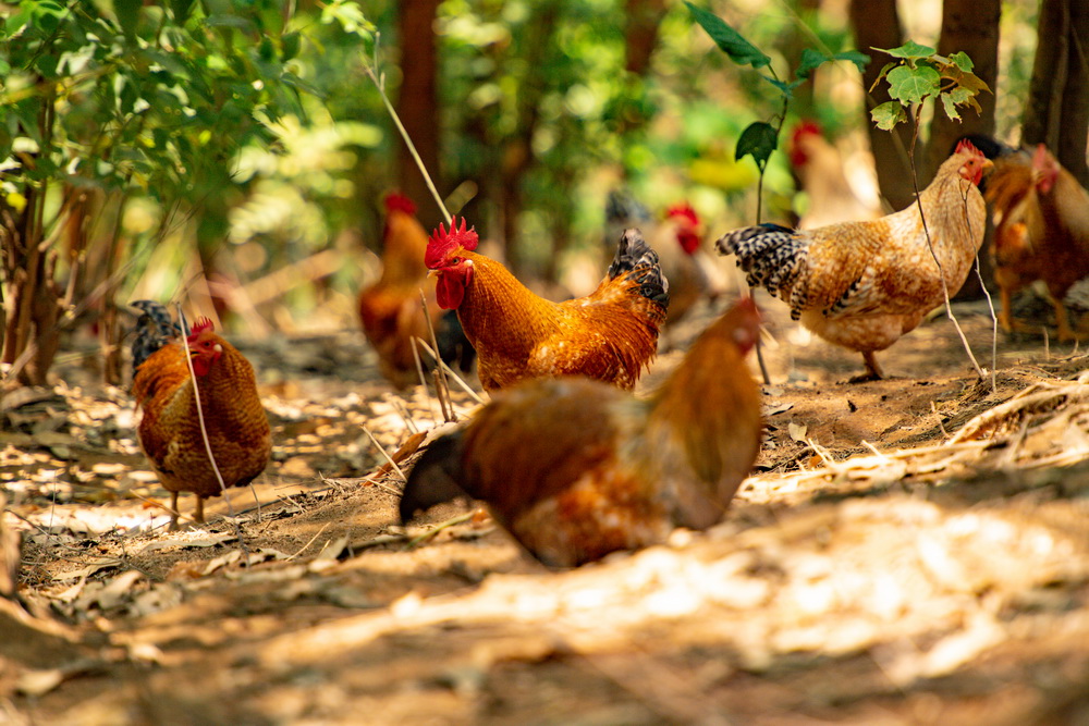 1678857355430030560.jpg 開放式養(yǎng)雞場 黃嘉標攝.jpg