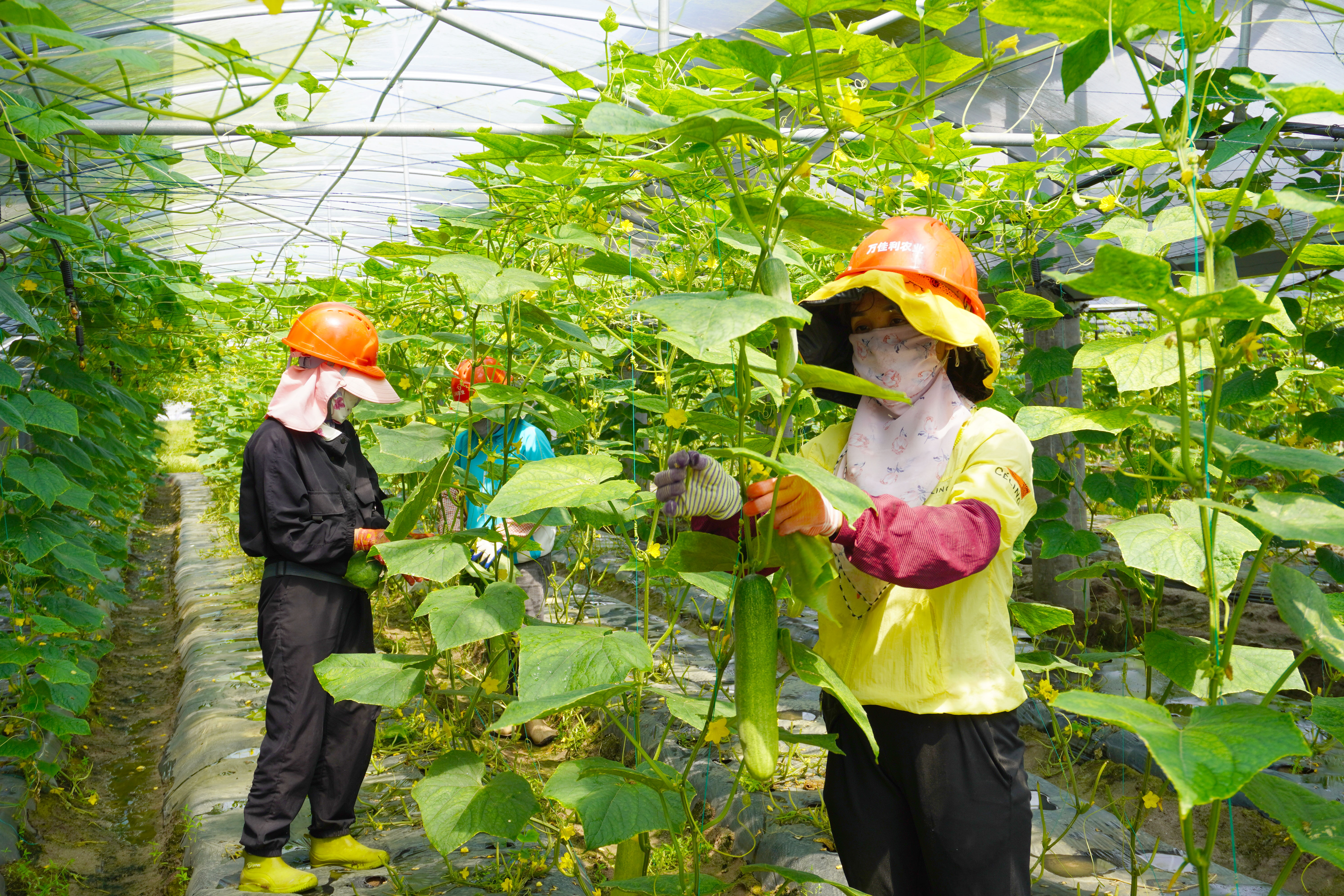 1723015017099085199.jpg 大唐萬寧和山“農(nóng)光互補(bǔ)”光伏.jpg